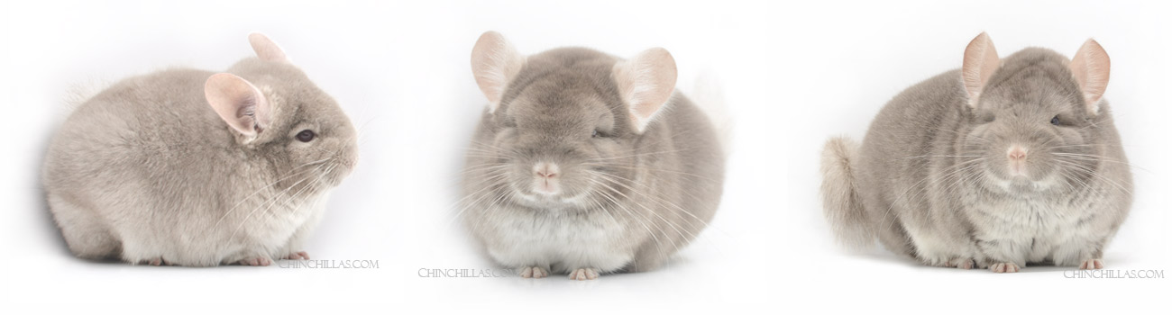 TOV Beige / Brown Velvet Hybrid Chinchillas